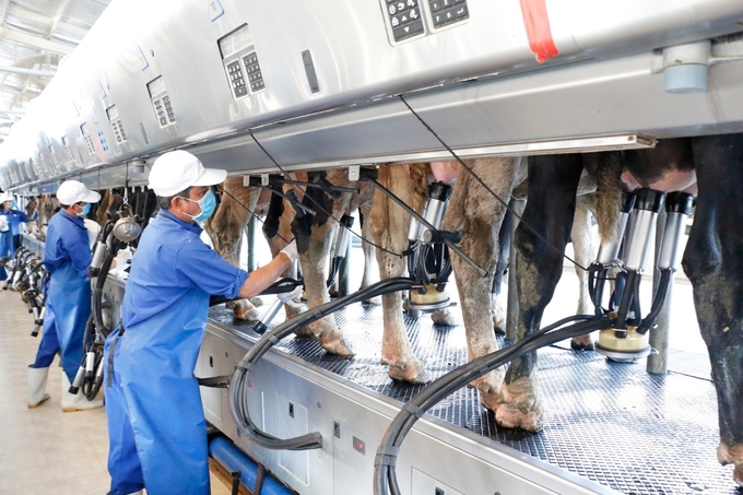 Khu vắt sữa công nghệ cao của trang trại bò sữa của Công ty CP Anova Agri Bình Dương. Ảnh: Trần Phi.