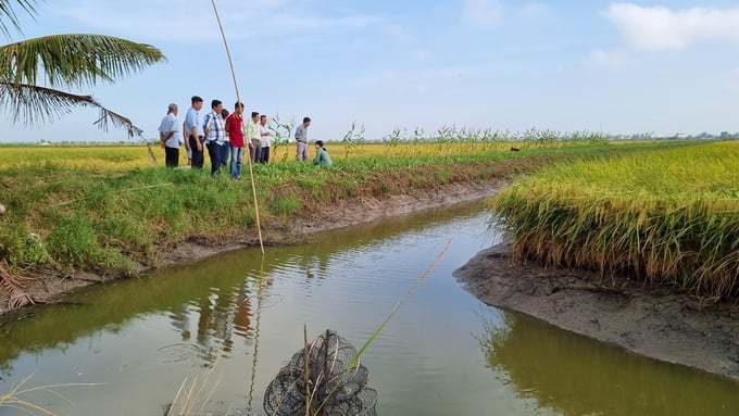 Thời gian tới, Vĩnh Thuận phấn đấu có 23% diện tích lúa, 5% diện tích nuôi tôm có liên kết sản xuất. Ảnh: Diễm Trang.