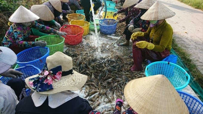 Tỉ lệ diện tích có liên kết sản xuất trong nuôi trồng thủy sản, nhất là nuôi tôm hiện nay nhìn chung còn rất thấp. Ảnh: Diễm Trang.