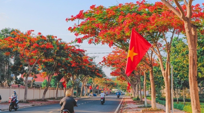 Cung đường Nguyễn Trãi tại thị trấn Thanh Bình rực rỡ màu hoa phượng.