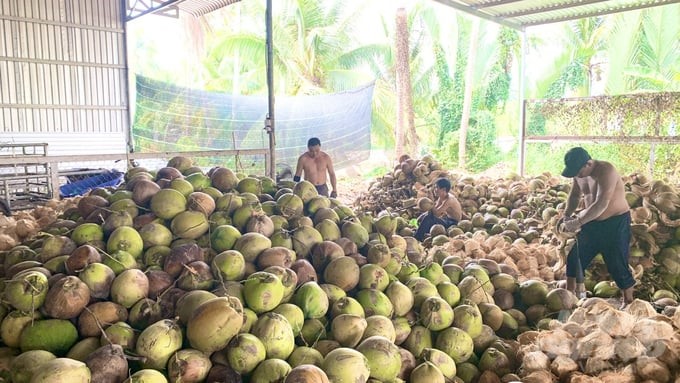 Van Hung Agricultural Cooperative currently purchases organic coconut for farmers in Cang Long district at a price of VND 5,000–10,000/dozen higher than the market price. Photo: Ho Thao.