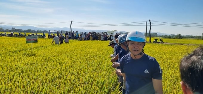 Giống lúa Hương Châu 6 được bà con nông dân thị xã Ayun Pa, tỉnh Gia Lai đánh giá rất cao bởi năng suất vượt trội và ít sâu bệnh. Ảnh: TL.