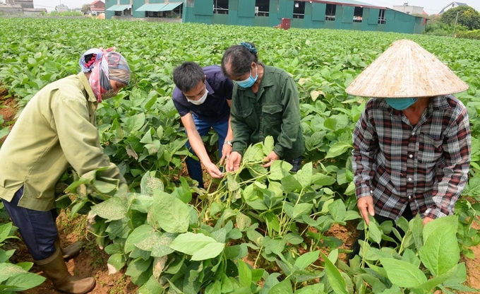Cán bộ Trung tâm Dịch vụ - Kỹ thuật nông nghiệp huyện Lục Nam (Bắc Giang) hướng dẫn người dân chăm sóc cây đậu tương rau. Ảnh: TL.