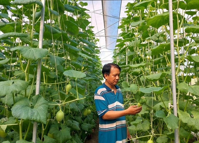 Mô hình trồng dưa lưới ứng dụng công nghệ số của anh Đỗ Văn Ro được UBND tỉnh Bến Tre công nhận là sáng kiến hiệu quả. Ảnh: Kiều Trang.