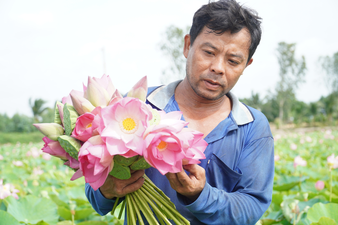 Lotus is one of the key industries of the 'Project to Restructure Dong Thap Province's Agriculture,' with an area of more than 1,800 hectares. Photo: KT.