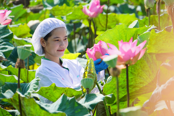 Dong Thap lotus is widely exploited in the food and beverage industry, handicrafts, and other industries such as pharmaceuticals, cosmetics, fashion, souvenirs, etc. Photo: Le Hoang Vu.