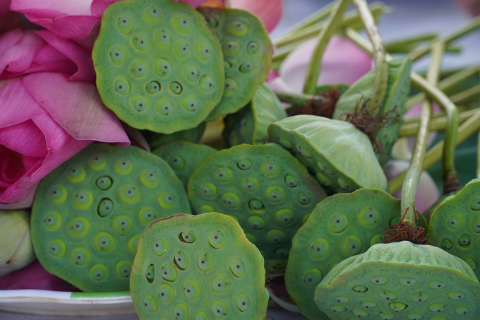 Linking to consume products between businesses and farmers has helped Dong Thap's lotus industry build a stable and sustainable raw material area that meets market requirements. Photo: KT.