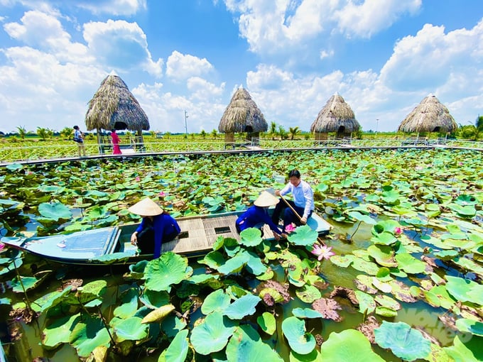 Dong Thap province boasts over 1,800 hectares of lotus production area, which span the districts of Thap Muoi, Cao Lanh, Chau Thanh, Tan Hong, and Tam Nong. Photo: Le Hoang Vu.