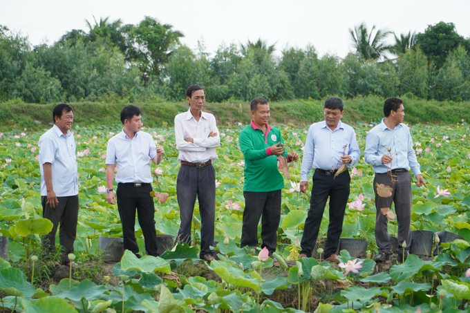 In the coming period, the locality needs to develop the value chain of the lotus industry in the direction of increasing added value. Photo: KT.