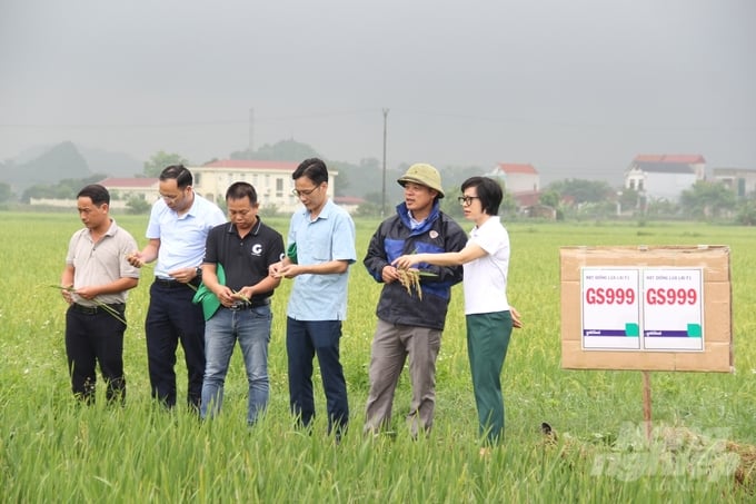 Đại diện Trung tâm Khuyến nông Ninh Bình, Công ty Cổ phần Đại Thành và HTX Nông nghiệp Vân Trà đánh giá mô hình sử dụng giống mới, phân bón hữu cơ, áp dụng cơ giới hóa đồng bộ tại huyện Yên Mô. Ảnh: Trung Quân.