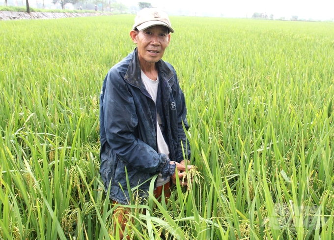 Theo ông Đinh Văn Đắc (thôn Vân Du Thượng, xã Yên Thắng, huyện Yên Mô), muốn phát triển sản xuất lúa bền vững nhất định phải chuyển hướng sản xuất an toàn. Ảnh: Trung Quân.