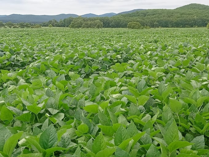 The land cleared by TH has transformed into vast, lush green areas.