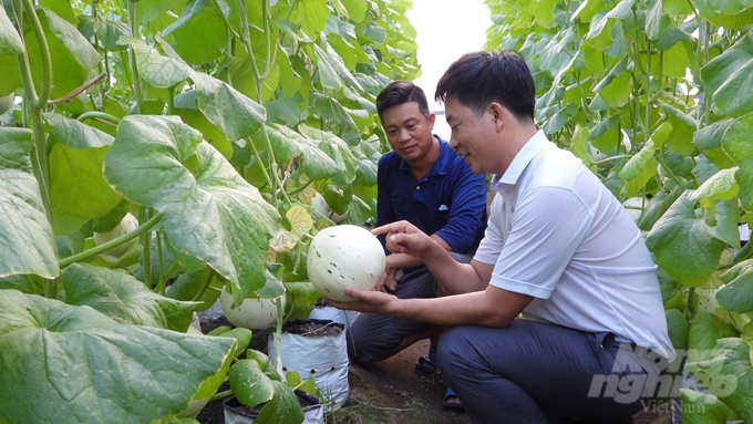 Hiện nay giá trị sản xuất nông nghiệp ứng dụng công nghệ cao của huyện đạt trên 600 triệu đồng/ha/năm. Ảnh: Trần Trung.
