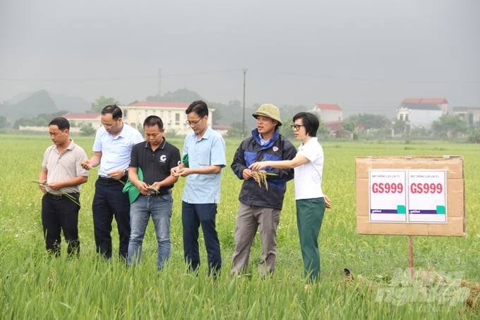 Representatives of Ninh Binh Agricultural Extension Center, Dai Thanh Joint Stock Company, and Van Tra Agricultural Cooperative evaluated the model of using new varieties and organic fertilizers, and applying synchronous mechanization in Yen Mo district. Photo: Trung Quan.