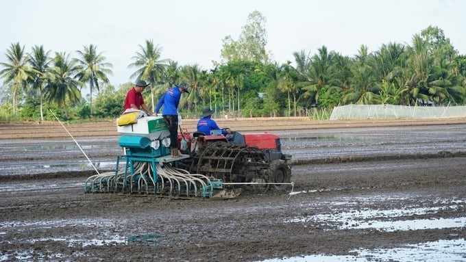 It is expected that by 2025, the area specializing in high-quality rice cultivation in Soc Trang province will be about 38,500 hectares. Photo: Kim Anh.