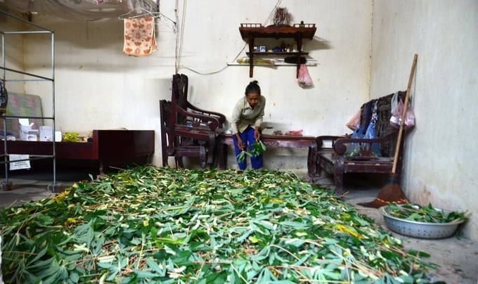 Raising cassava silkworms on a house floor in Dong Luong commune, Cam Khe district, Phu Tho province. Photo: Duong Dinh Tuong.