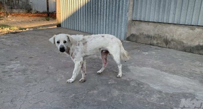 Dogs roaming freely without leashes or muzzles in public places pose a risk of disease transmission to pedestrians. Photo: Ho Thao.