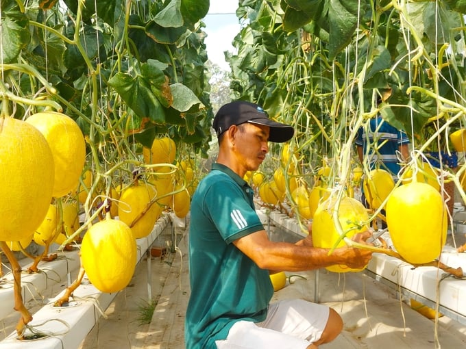 Traders travel to Ro's farm to harvest melons. Photo: Kieu Trang.