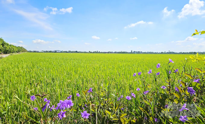 Mr. Doan Thanh Binh, Chairman of Thap Muoi District People's Committee, has instructed local governments to enhance communication and mobilization efforts, thereby encouraging active participation in the Project for one million hectares of high-quality rice. Photo: Thuy Ly.