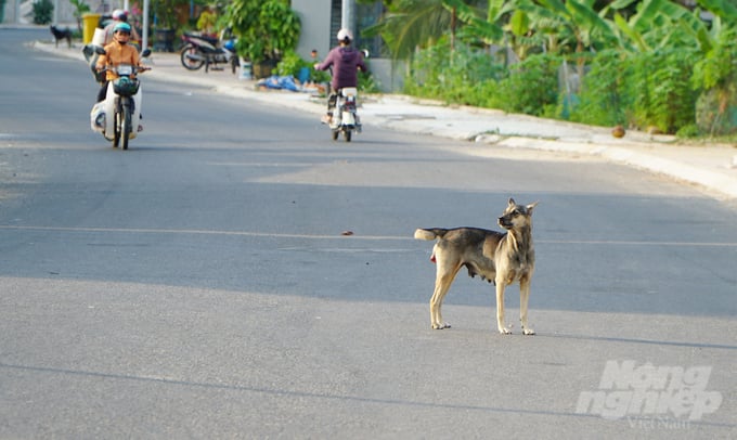 The stray dog population in Con Dao district can reach hundreds, impacting both the safety of residents and posing a risk of accidents for road travellers. Photo: Le Binh.