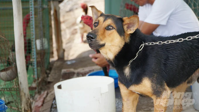 This dog has been fully vaccinated by Mr Vien and chained up to ensure the safety of others. Photo: Le Binh.