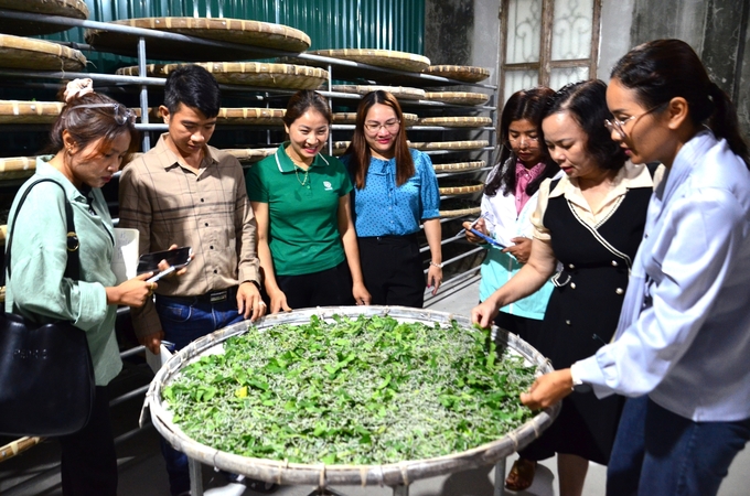 Chị Lê (thứ ba từ trái sang) giới thiệu cho các cán bộ nông nghiệp Campuchia cách nuôi tằm con tập trung. Ảnh: Dương Đình Tường.