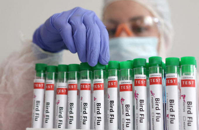 Một nhân viên y tế kiểm tra ống xét nghiệm virus cúm gia cầm. Ảnh: Reuters. 