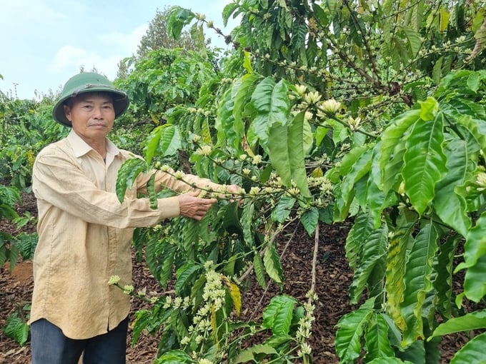 With the application of organic fertilizers, Mr. Cach's coffee farm thrives with lush greenery during the severe drought. Photo: Tuan Anh.