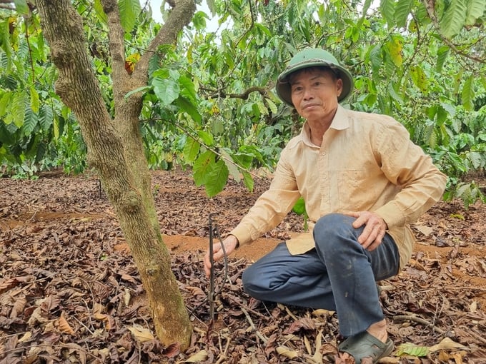 Mr. Cach's coffee farm is equipped with a drip irrigation system to support the production of high-quality coffee. Photo: Tuan Anh.