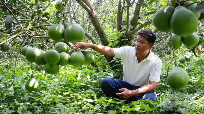 Ông Lê Minh Sang, Giám đốc Hợp tác xã Cây ăn quả Tân Mỹ vui mừng vì nhờ nông thôn mới góp phần thuận lợi cho thương lái đến tận vườn để thu mua nông sản. Ảnh: Trần Phi.