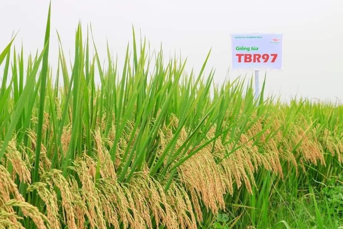 Giống lúa TBR97 cho sản lượng cao tại nhiều địa phương trong tỉnh Thanh Hóa. Ảnh: QT.