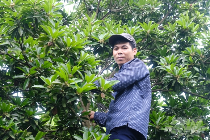 Anh Nguyễn Tiến Đạt thu hoạch hồng xiêm nhót trong vườn nhà. Ảnh: K.Trung.