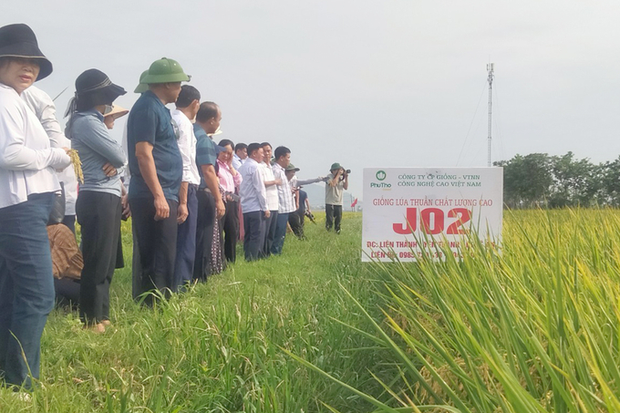 Giống lúa thuần chất lượng cao J02 được canh tác theo hướng hữu cơ tạo dấu ấn tại huyện Yên Thành. Ảnh: VK.