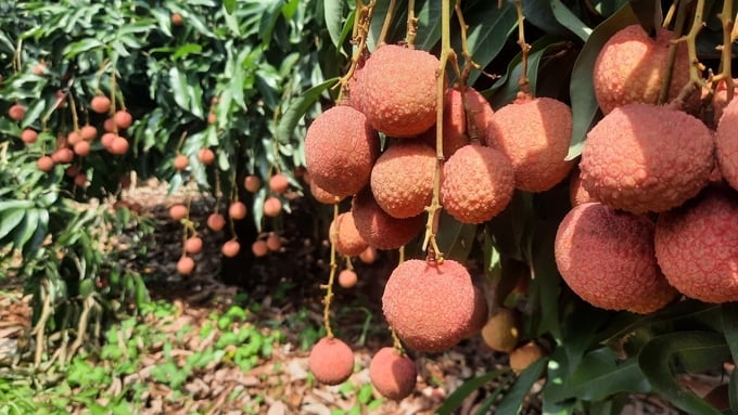 Phuong Nam early-ripening lychees have thick flesh, thin skin, a bright red colour when ripe, and a distinctive fragrance. Photo: Nguyen Thanh.