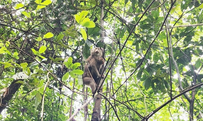 A wild animal after being released back into the forest. Photo: T.D.