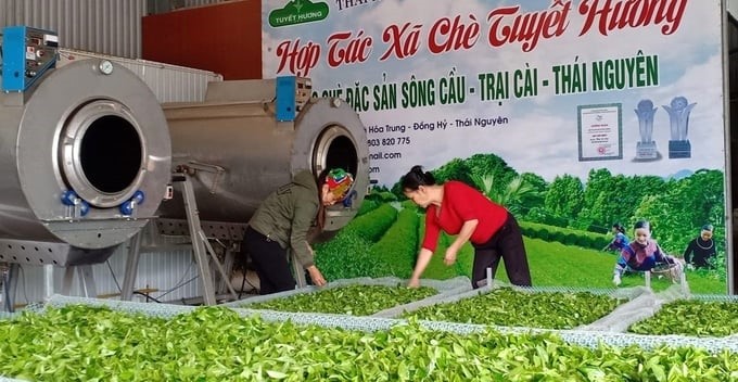 Tuyet Huong Tea Cooperative has had three products recognized as typical rural industrial products at the provincial level, one at the Northern regional level, and two at the national level. Photo: Pham Hieu.