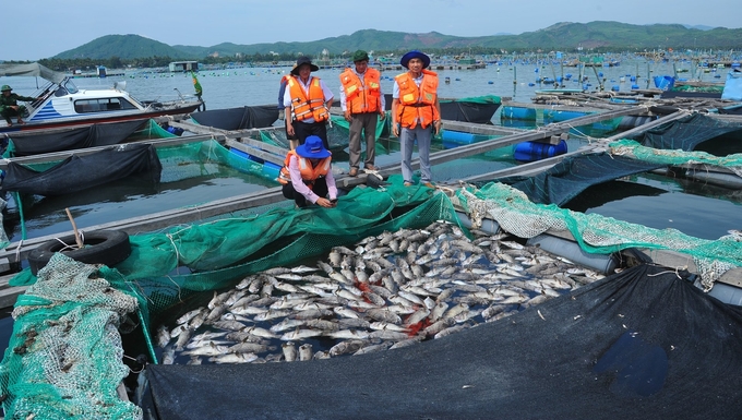 Người nuôi ở thị xã Sông Cầu, tỉnh Phú Yên bị thiệt hại nặng nề do tôm hùm, cá biển bị chết hàng loạt. Ảnh: AN.