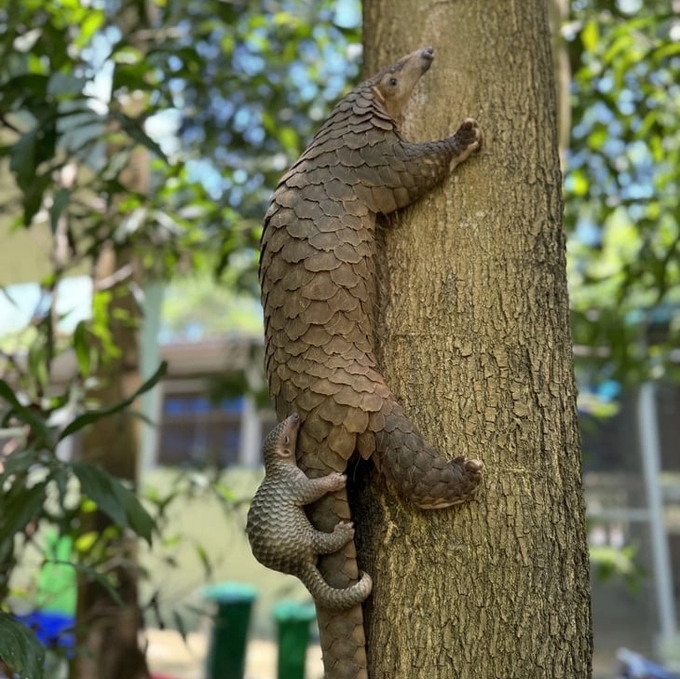 A baby Sunda pangolin clings to its mother's back at a zoo in Quang Nam.