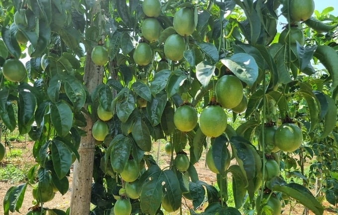 Mr. Toai's passion fruit garden is admired by people. Photo: Tuan Anh.