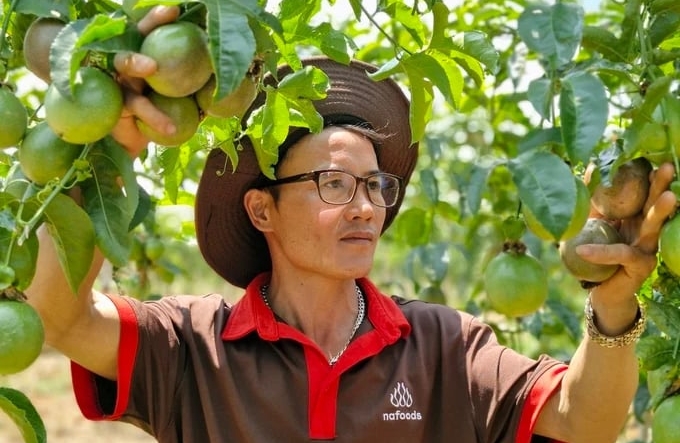 Mr. Toai at the passion fruit garden meets export standards to Europe. Photo: Tuan Anh.