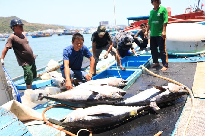 Handling administrative violations related to IUU activities must be stricter in the coming time. Photo: Kim So.