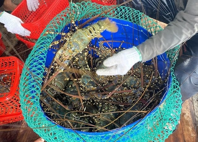 All farmed ornate rock lobster seedlings in Vietnam originate from natural sources. Photo: Kim So.