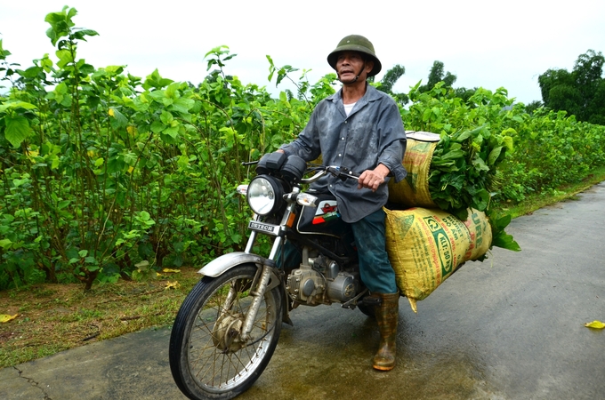 Transporting mulberries from the yard. Photo: Duong Dinh Tuong.