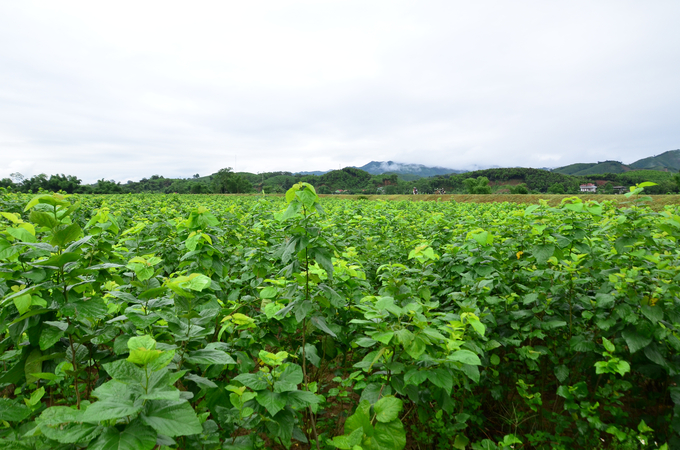 Mulberry growing area on the riverbank of Viet Thanh commune. Photo: Duong Dinh Tuong.