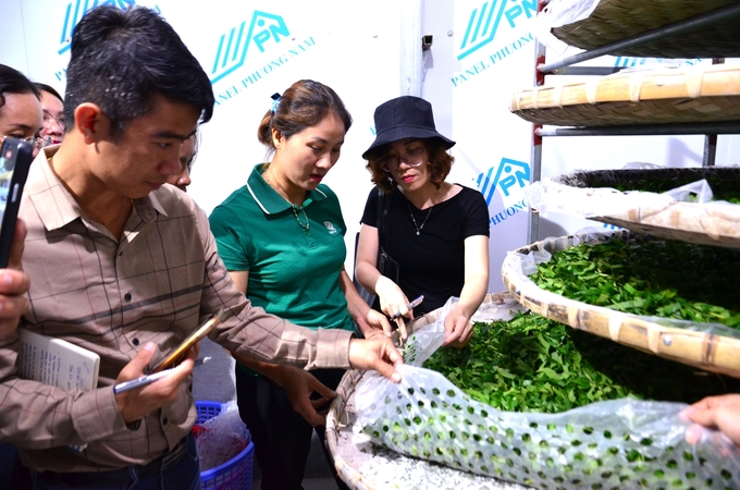 Replacing silkworm manure is simple; use a perforated plastic sheet underneath. Photo: Duong Dinh Tuong.