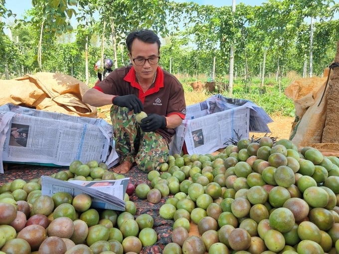 Mr. Toai carefully selected passion fruit before exporting it to Europe. Photo: Tuan Anh.