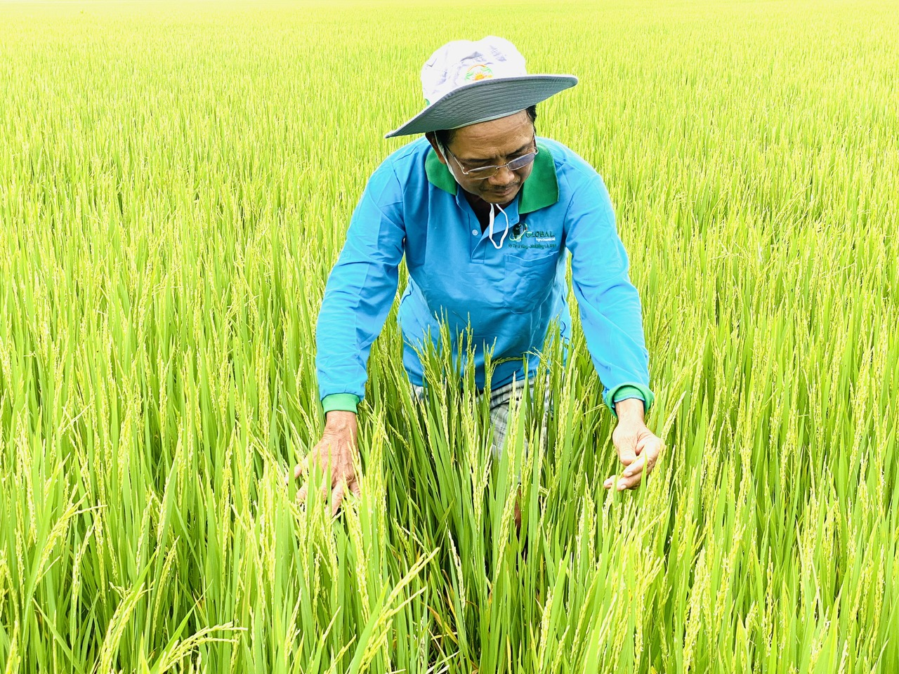 Nghị định quy định chi tiết đất trồng lúa nhằm hoàn thiện cơ sở pháp lý về quản lý, sử dụng đất trồng lúa theo quy định của Luật Đất đai năm 2024, Luật Trồng trọt năm 2018. Ảnh: Lê Hoàng Vũ.