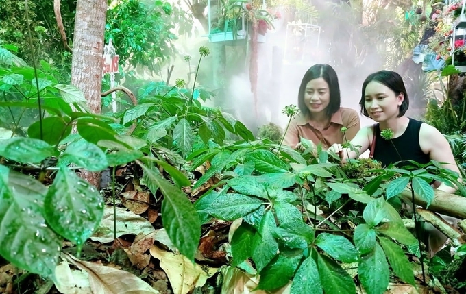 Customers visit the ginseng garden at the morning festival on May 24. Photo: Thi Ha.