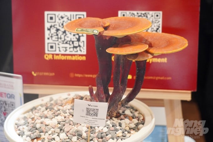 A medicinal mushroom product was introduced at the seminar. Photo: Nguyen Thuy.