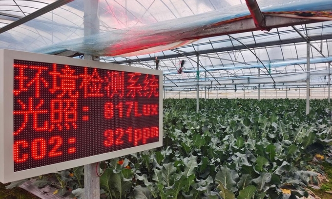 Một nhà kính có cảm biến theo dõi cường độ chiếu sáng và nồng độ CO2 theo thời gian thực ở huyện Sùng Nhân, tỉnh Giang Tây, phía đông Trung Quốc, hôm 1/2. Ảnh: Xinhua. 